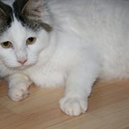 Blanding af racer Skipper 