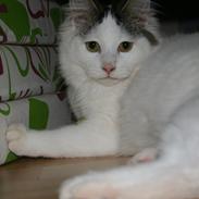 Blanding af racer Skipper 