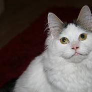 Blanding af racer Skipper 