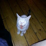 Blanding af racer Jacko