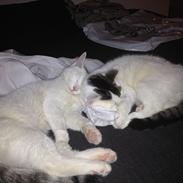 Blanding af racer Jacko