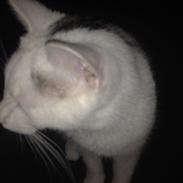 Blanding af racer Jacko