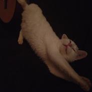 Blanding af racer Jacko