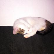 Blanding af racer Jacko