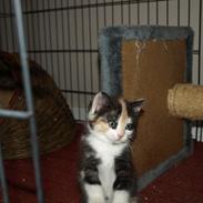 Blanding af racer <3 Mis pige <3