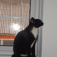 Huskat Mis