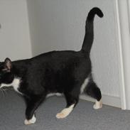 Huskat Mis