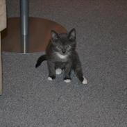 Huskat Mulle