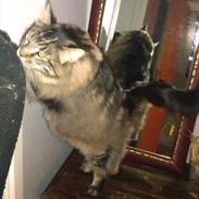 Maine Coon Loke