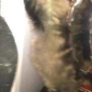 Maine Coon Loke