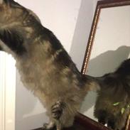 Maine Coon Loke