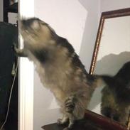 Maine Coon Loke