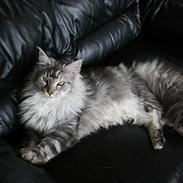 Maine Coon Body sensation