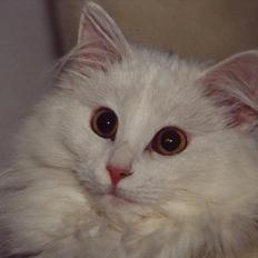 Norsk Skovkat Gavtyvens Lærke ( Musse ) - R.I.P 23.06.15