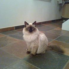 Ragdoll /Hellig Birma Louis