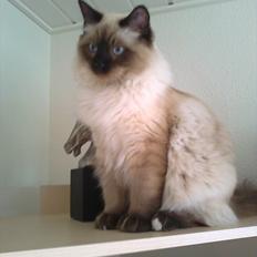 Ragdoll /Hellig Birma Louis