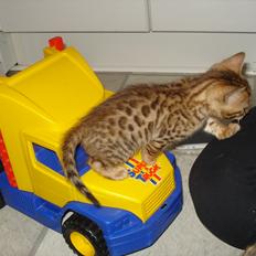 Bengal Wild - Diamond. Sheeva of Sahara