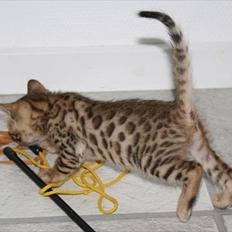 Bengal Wild - Diamond. Sheeva of Sahara