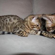 Bengal Wild - Diamond. Sheeva of Sahara