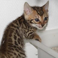 Bengal Wild - Diamond. Captain of Cuba