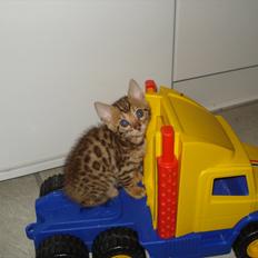 Bengal Wild - Diamond. Captain of Cuba