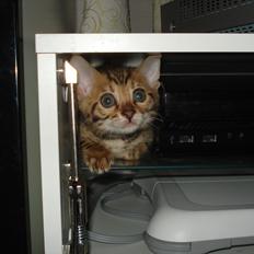 Bengal Wild - Diamond. Captain of Cuba