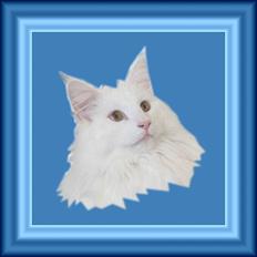 Norsk Skovkat Tukenja s lovely Snow Queen