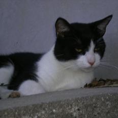 Blanding af racer Heineken.