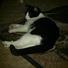 Blanding af racer Heineken.