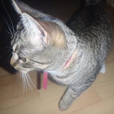 Huskat Bella Von Cracker 