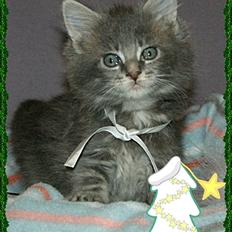 Maine Coon Lykkekatte´s Silky Blue