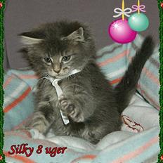 Maine Coon Lykkekatte´s Silky Blue