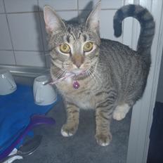 Huskat Bella Von Cracker 