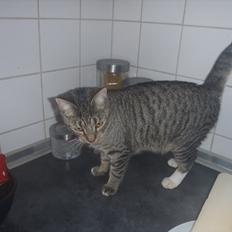 Huskat Bella Von Cracker 