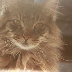 Maine Coon Butcher *the king*