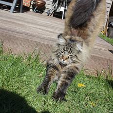 Maine Coon Butcher *the king*