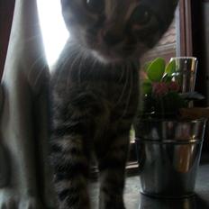 Blanding af racer Valkyrie