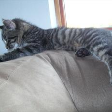 Blanding af racer Valkyrie