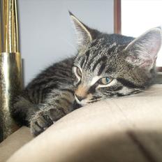 Blanding af racer Valkyrie