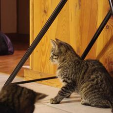 Blanding af racer Fønix