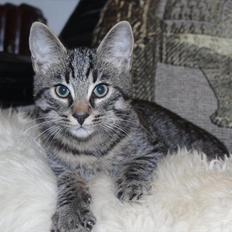 Blanding af racer Fønix