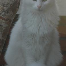 Tyrkisk Angora GIC Soyadi's Aybike