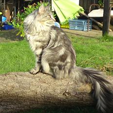 Maine Coon Baba Looey  (Louie)
