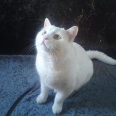 Blanding af racer Tarzan