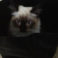 Hellig Birma Leopold