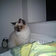 Hellig Birma Leopold