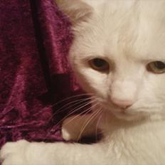 Blanding af racer Tarzan