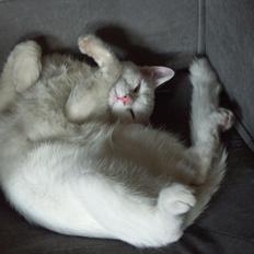 Blanding af racer Tarzan