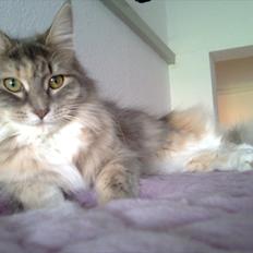 Maine Coon Celina *RIP*