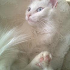 Maine Coon Sapphira *RIP*